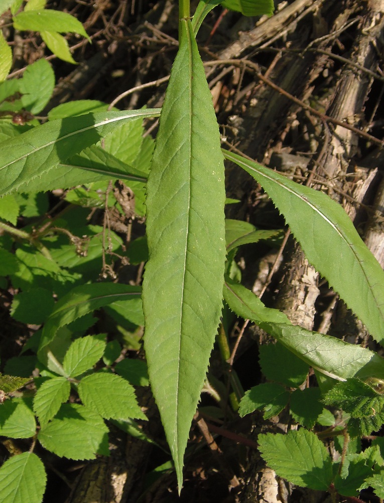 Image of Senecio ovatus specimen.