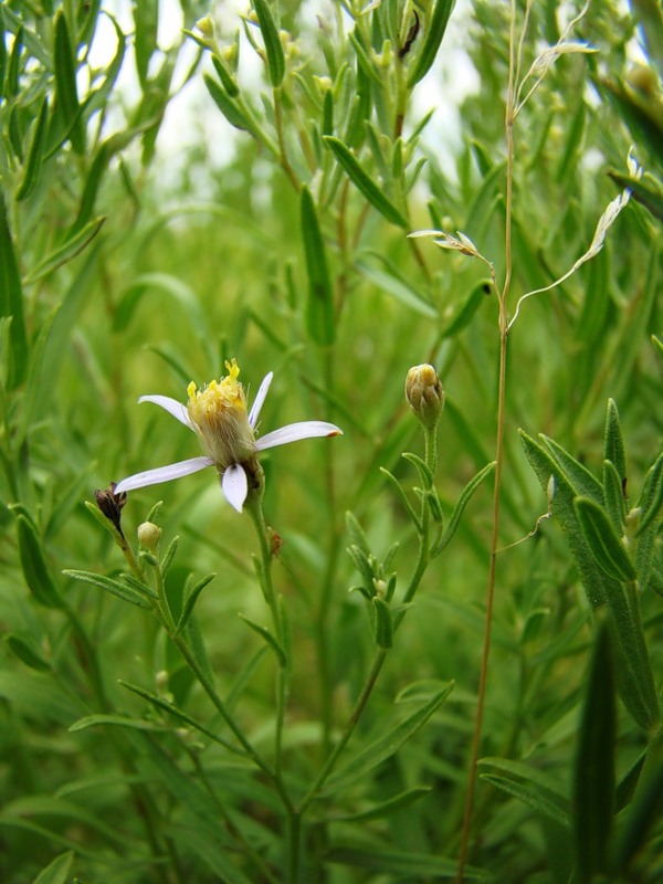 Image of Galatella dracunculoides specimen.