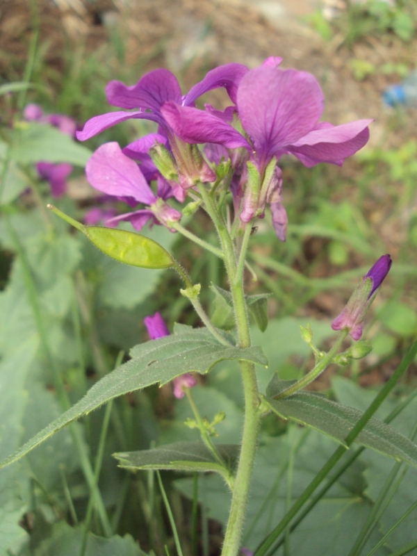 Image of Lunaria annua specimen.