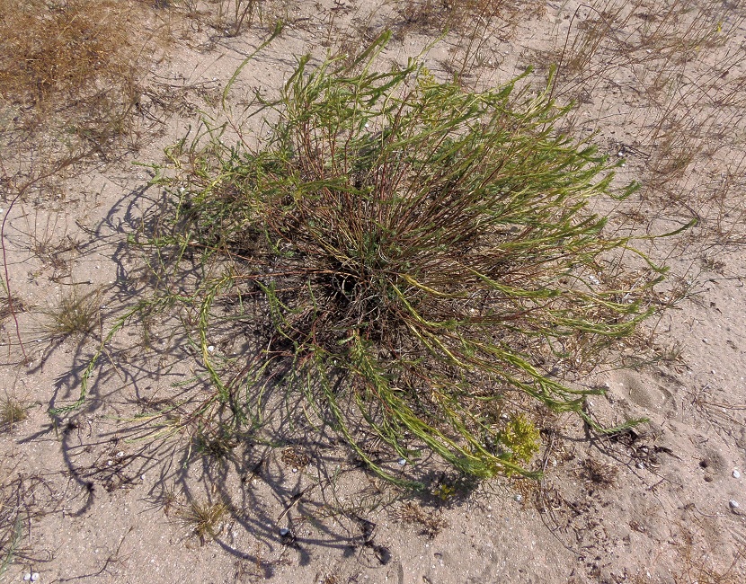 Image of Euphorbia seguieriana specimen.