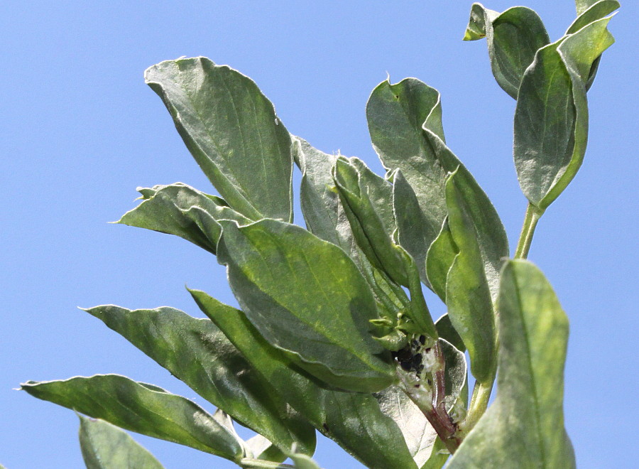 Image of Vicia faba specimen.