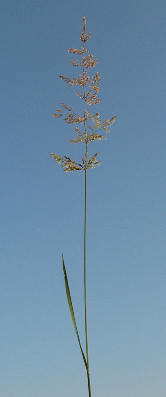 Изображение особи Agrostis gigantea.