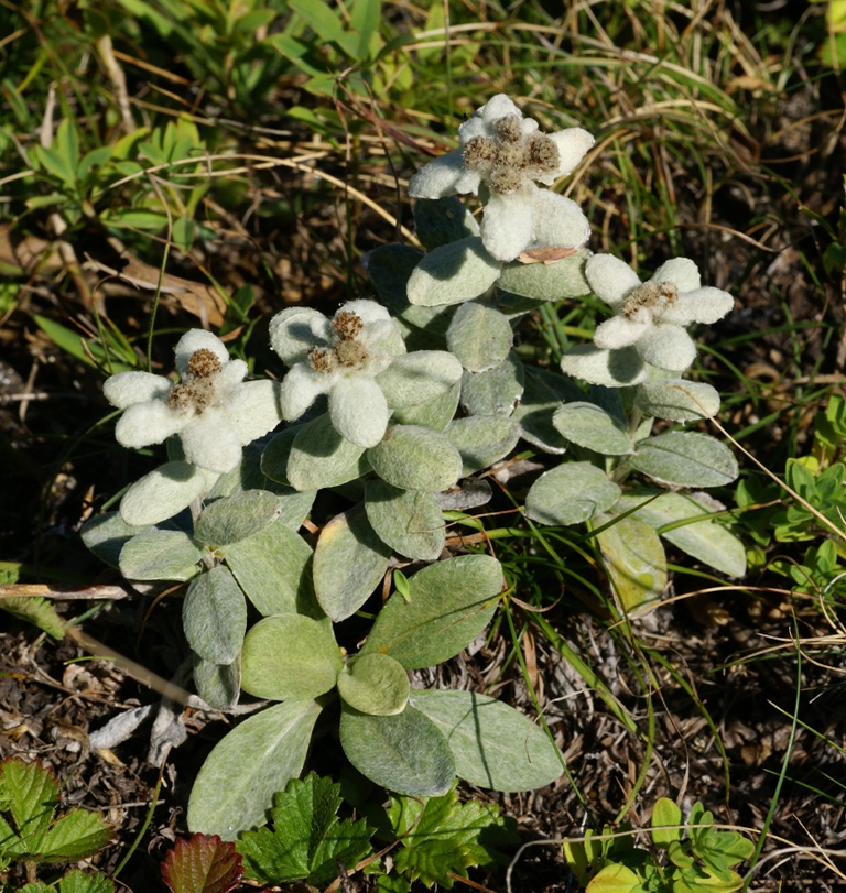 Изображение особи Leontopodium palibinianum.