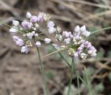 Allium anisopodium. Соцветия. Бурятия, окр. г. Гусиноозерск, сухая песчаная степь. 11.07.2014.