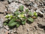 Taphrospermum altaicum. Цветущее растение. Казахстан, Сев. Тянь-Шань, Заилийский Алатау в окр. г. Алматы, Большое Алматинское ущ., р-н Космостанции, ≈ 3300 м н.у.м. 23 июня 2011 г.