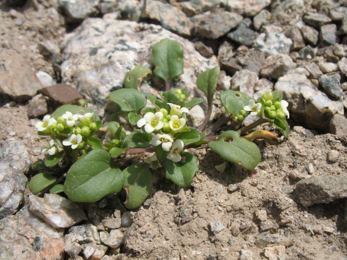 Изображение особи Taphrospermum altaicum.