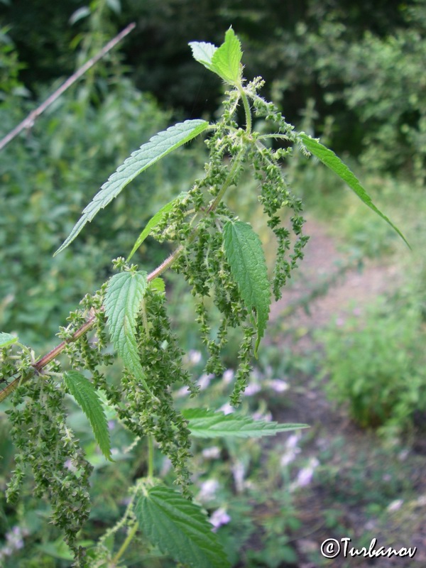 Image of Urtica dioica specimen.