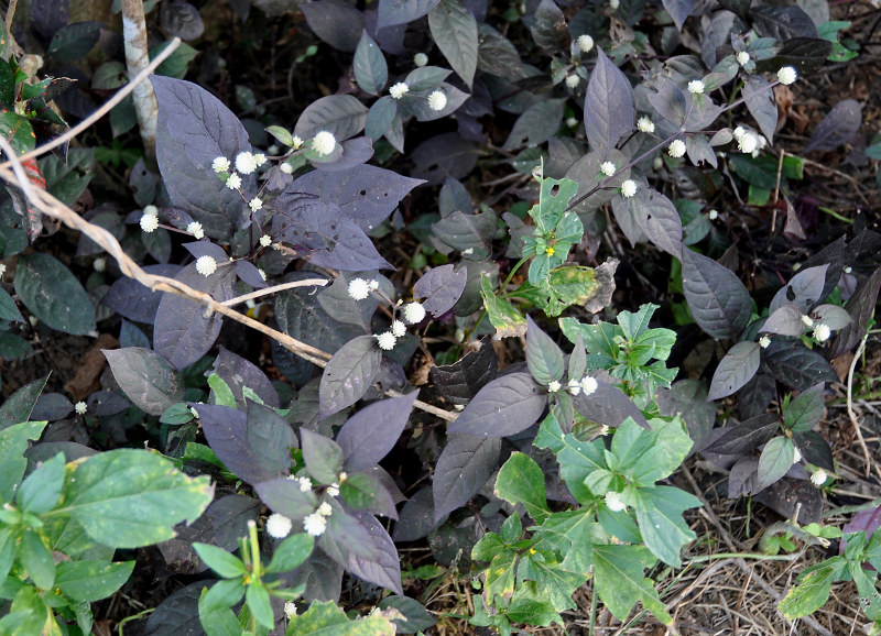 Image of Alternanthera brasiliana specimen.