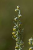 Смотреть изображение Artemisia absinthium