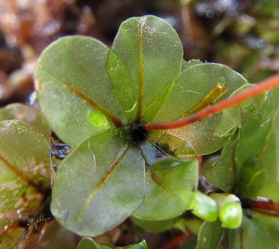 Изображение особи Rhizomnium punctatum.