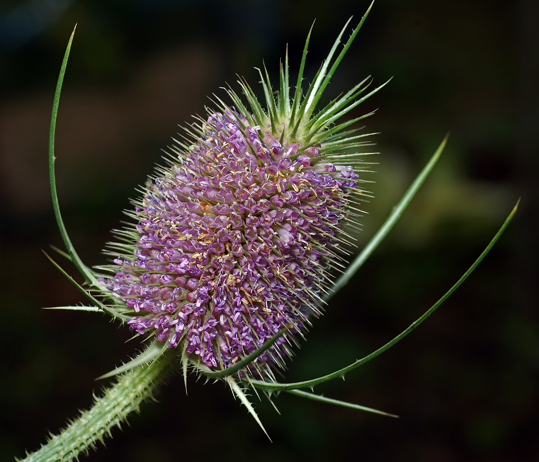 Image of Dipsacus fullonum specimen.