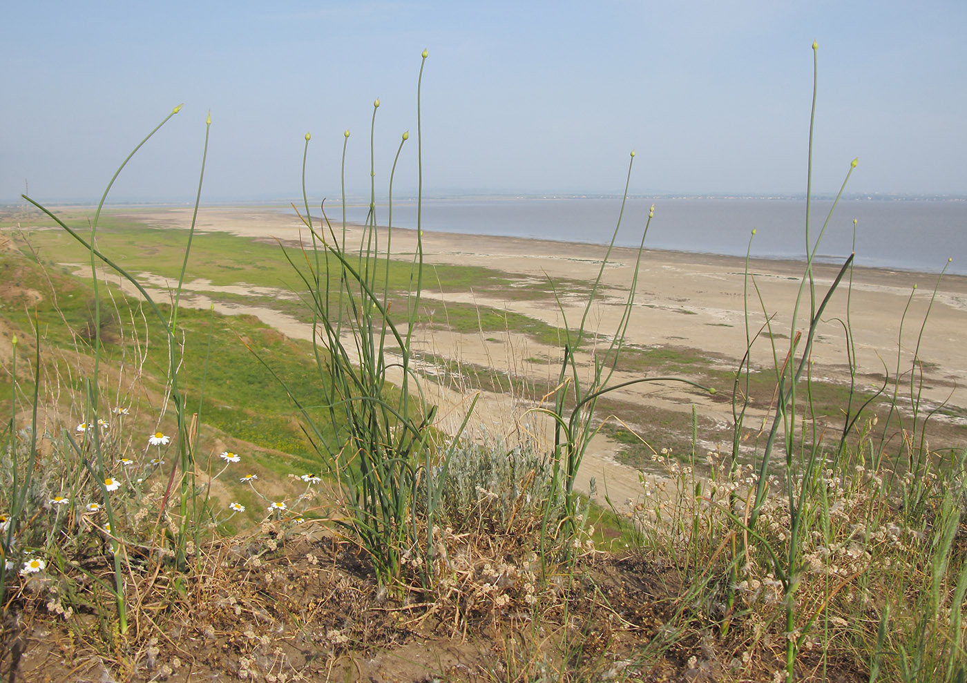 Image of Allium sphaerocephalon specimen.