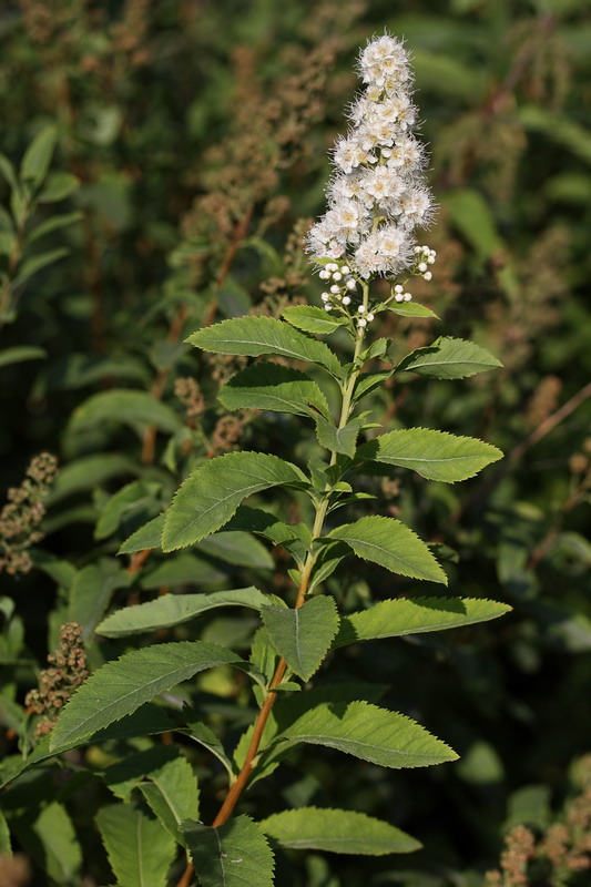 Image of Spiraea salicifolia specimen.