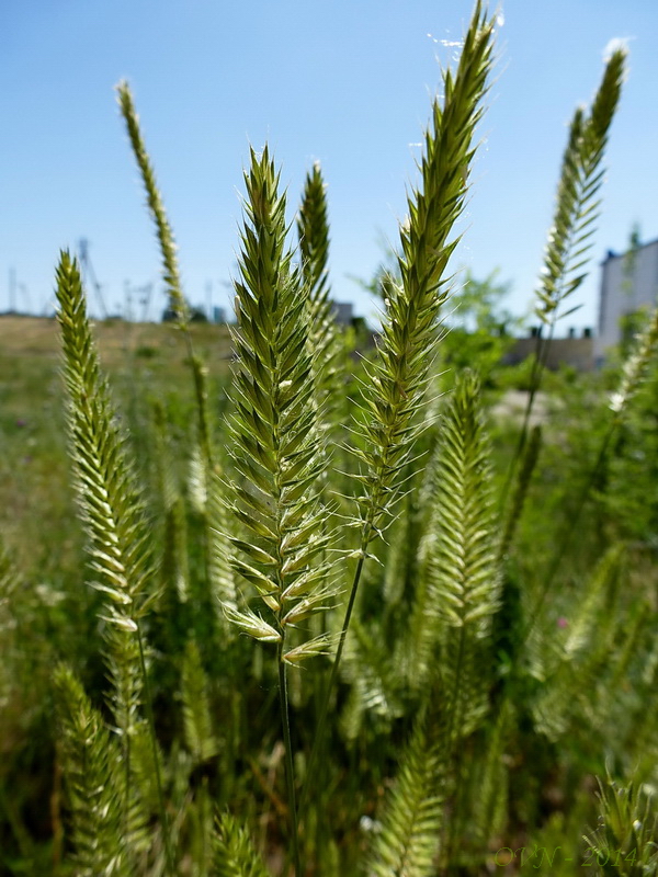 Image of Agropyron pectinatum specimen.