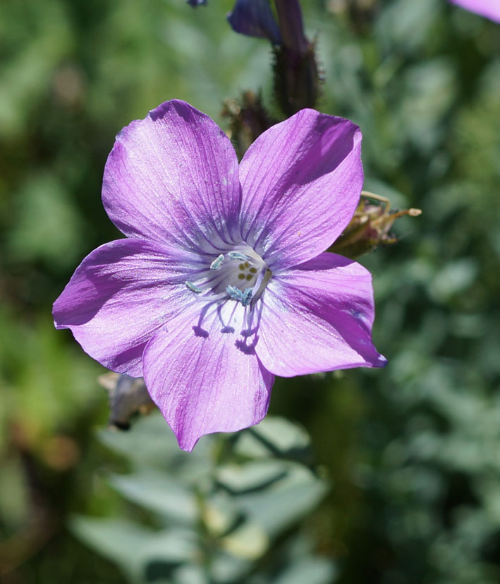 Изображение особи Linum heterosepalum.