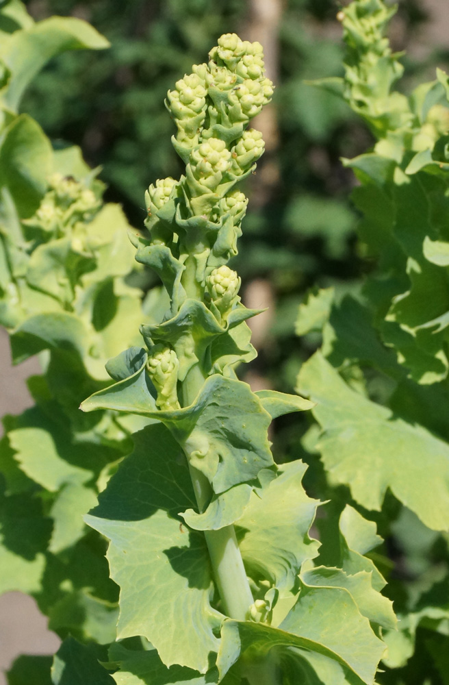 Image of Lactuca sativa specimen.