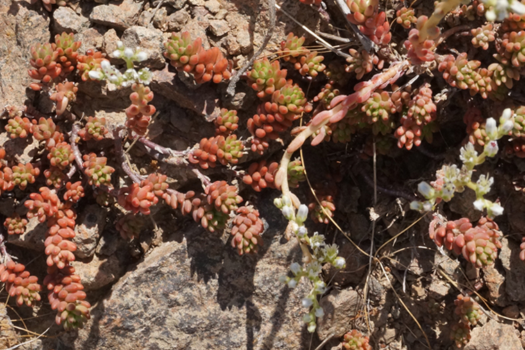 Image of Sedum alberti specimen.