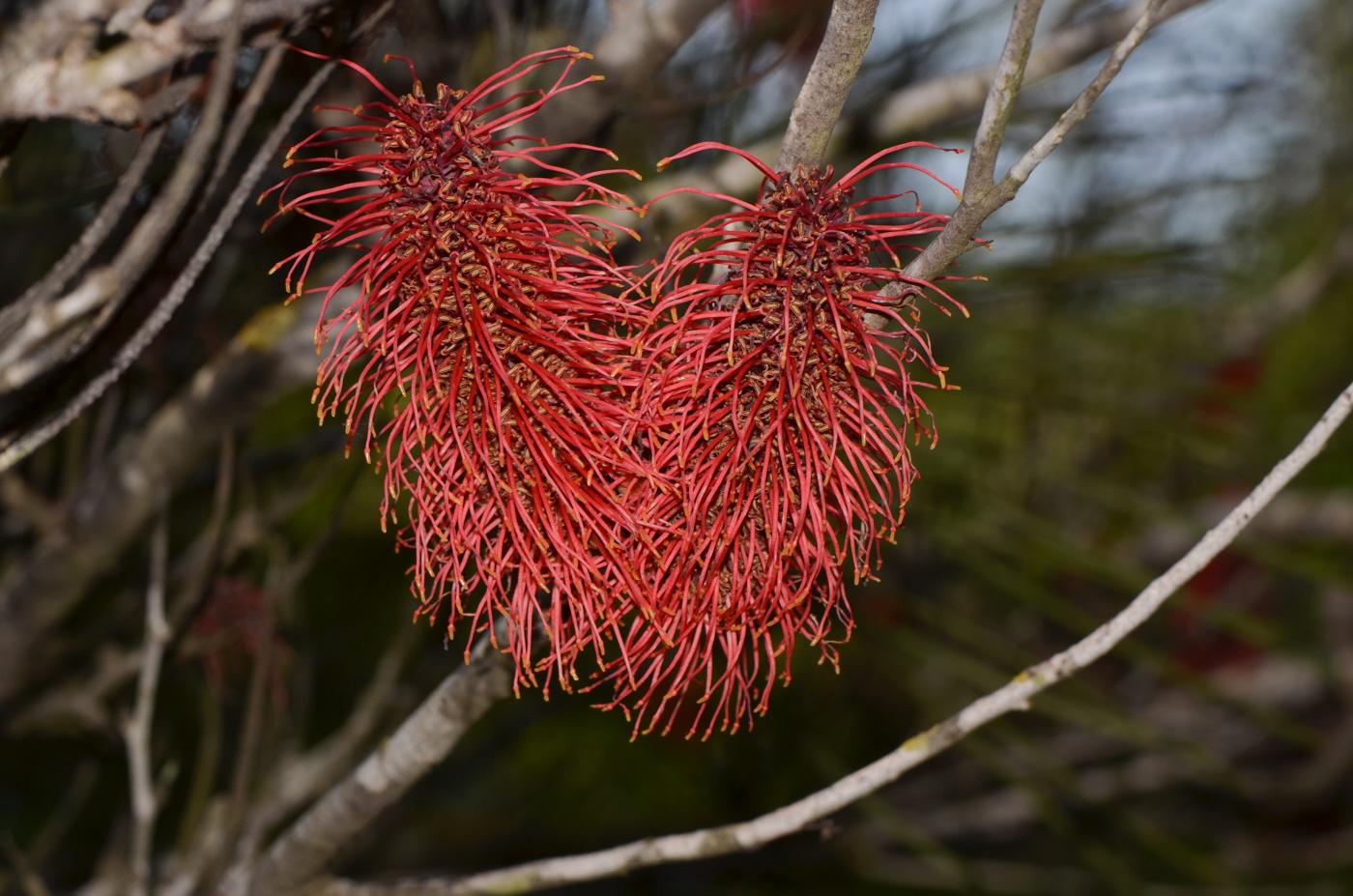 Image of Hakea bucculenta specimen.