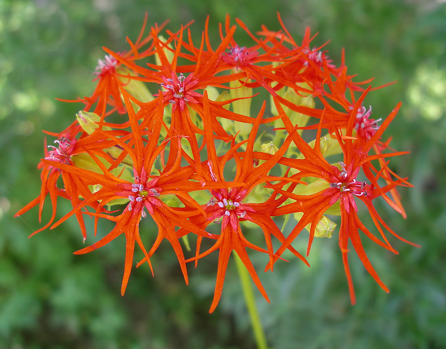 Изображение особи Lychnis wilfordii.