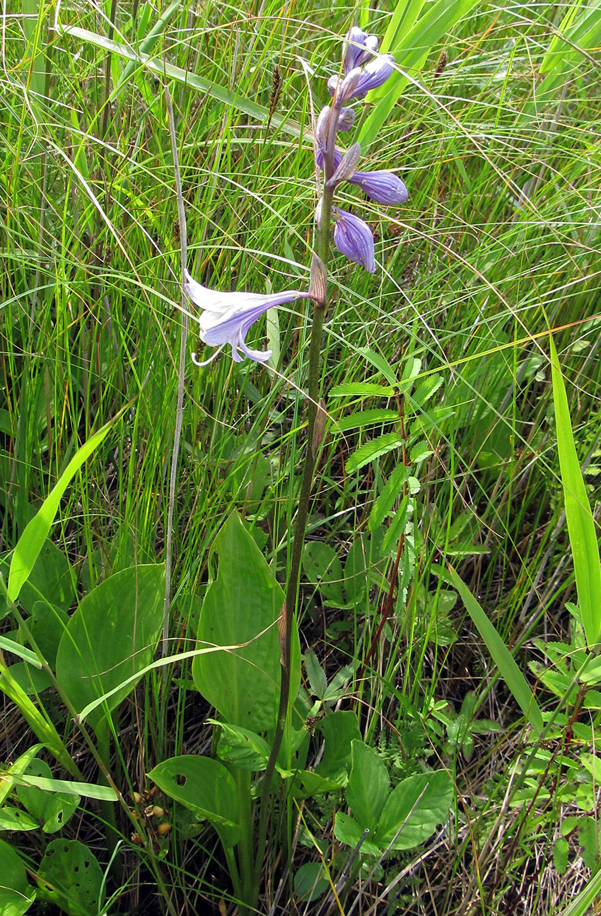 Изображение особи Hosta rectifolia.