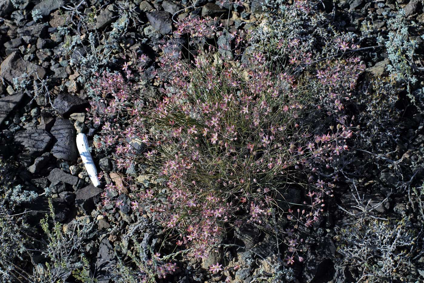 Image of Allium subtilissimum specimen.
