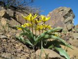 Tulipa turkestanica. Цветущие растения желтой цветовой формы. Южный Казахстан, Таласский Алатау, запов. Аксу-Жабаглы, ущ. Кши-Каинды, выс. 1750 м н.у.м. 15 апреля 2016 г.