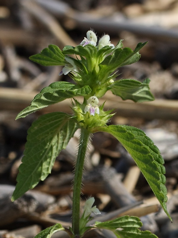 Image of Galeopsis bifida specimen.