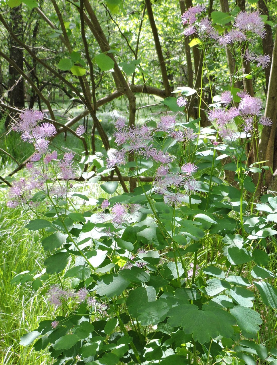 Image of Thalictrum aquilegiifolium specimen.