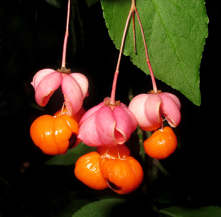 Image of Euonymus verrucosus specimen.