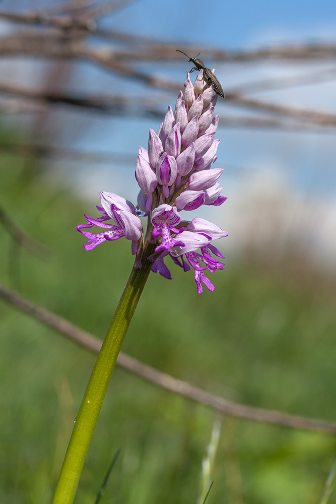 Image of Orchis militaris specimen.