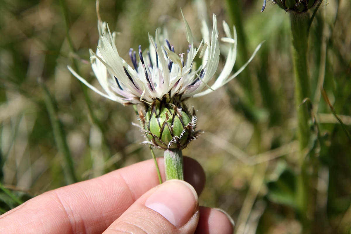 Image of Centaurea cheiranthifolia specimen.