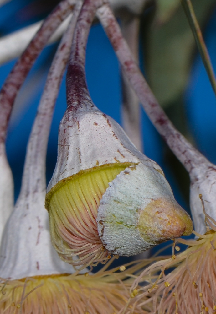 Image of Eucalyptus caesia specimen.