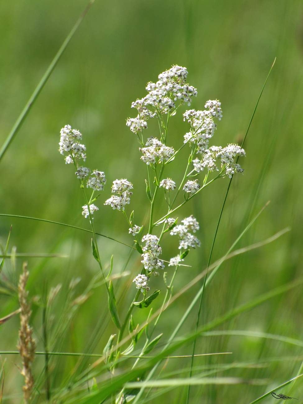 Изображение особи Lepidium affine.