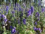 Aconitum altaicum