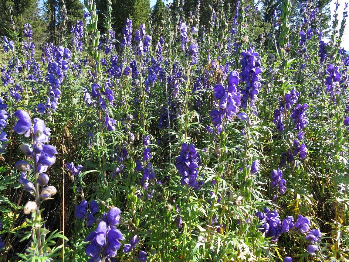 Image of Aconitum altaicum specimen.