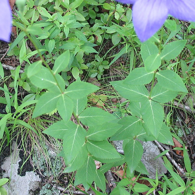 Изображение особи Platycodon grandiflorus.