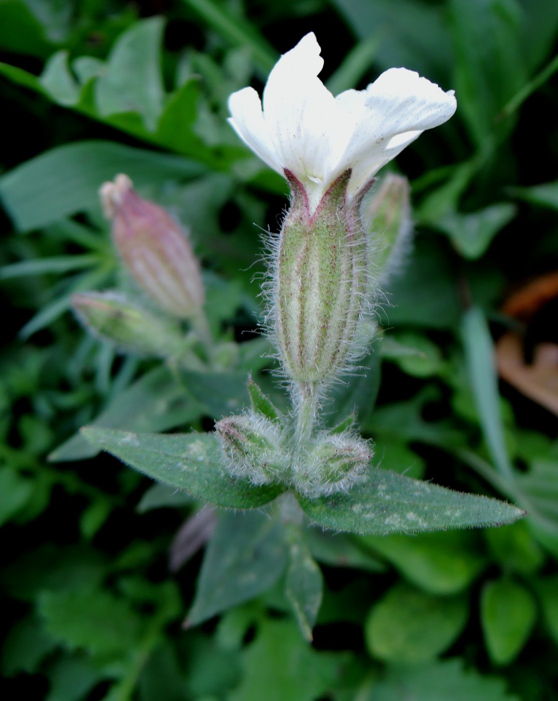 Image of Melandrium album specimen.