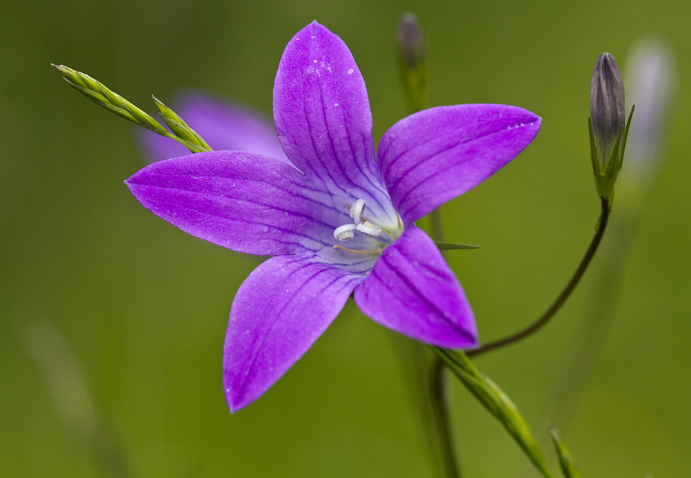 Изображение особи Campanula patula.