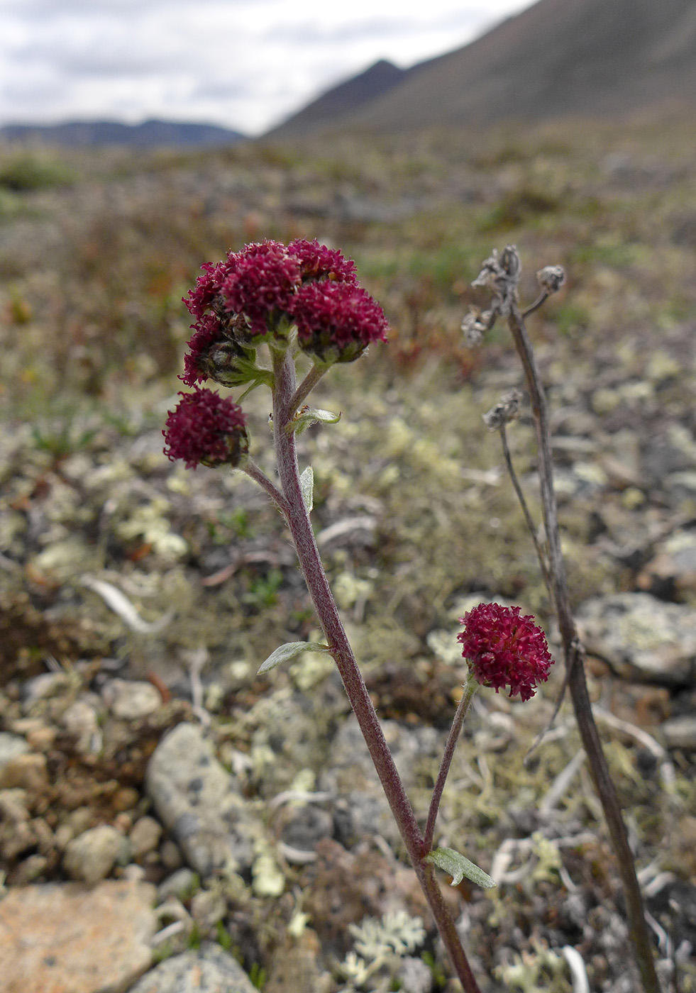 Image of Artemisia globularia specimen.