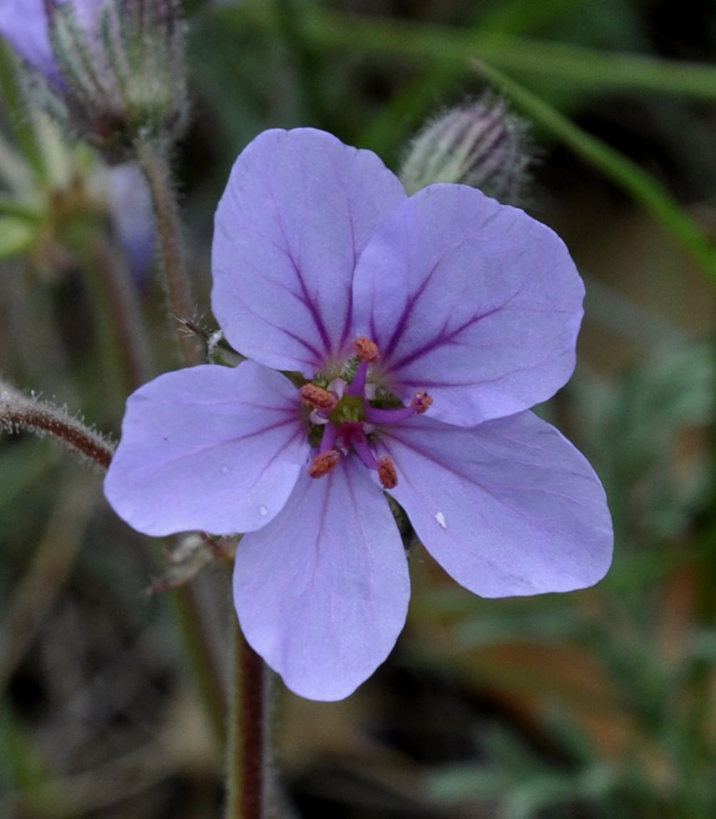 Image of Erodium absinthoides specimen.