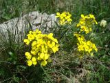 Erysimum callicarpum