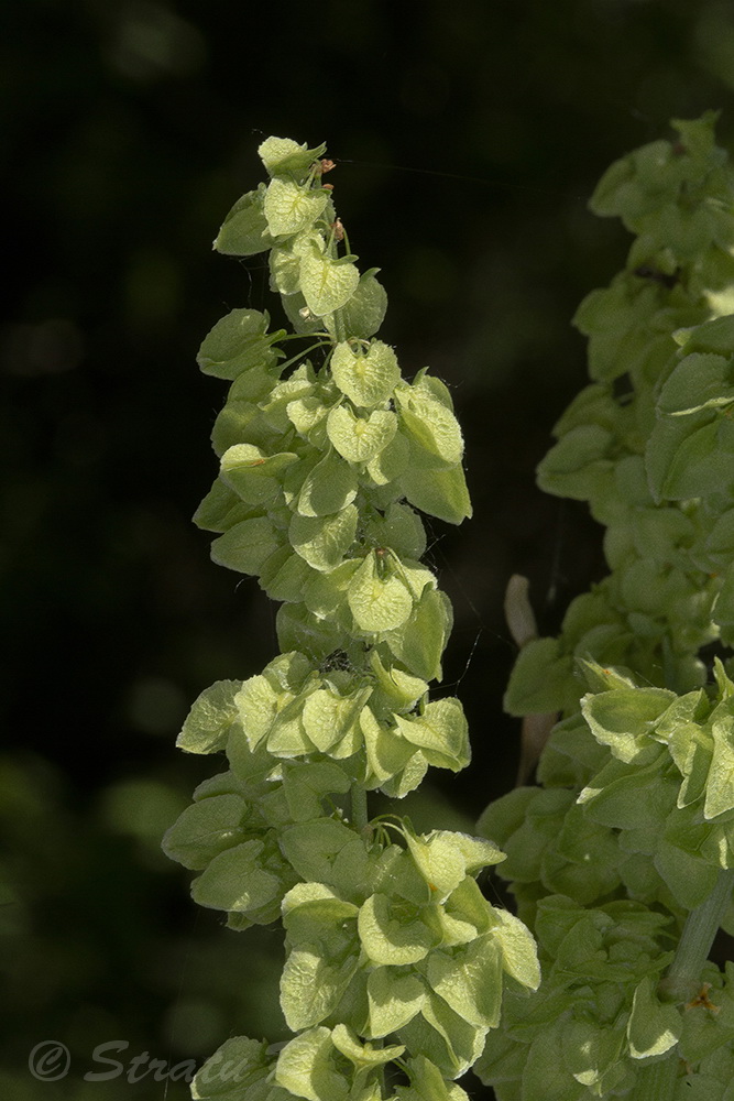 Image of Rumex patientia specimen.