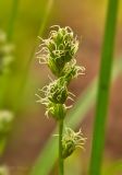 Смотреть изображение Carex spicata
