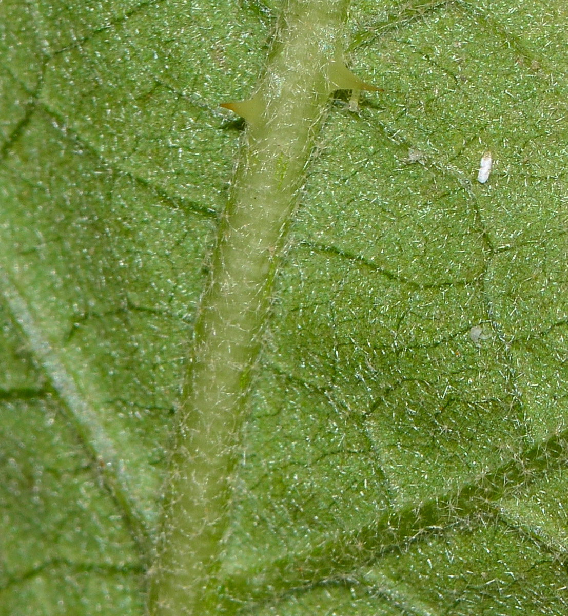 Image of Solanum undatum specimen.