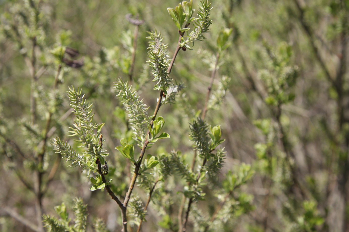 Image of Salix caprea specimen.