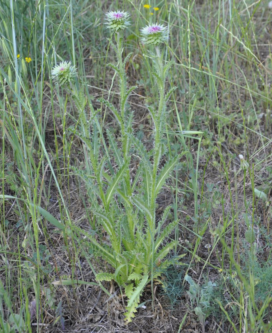 Image of Carduus thoermeri specimen.