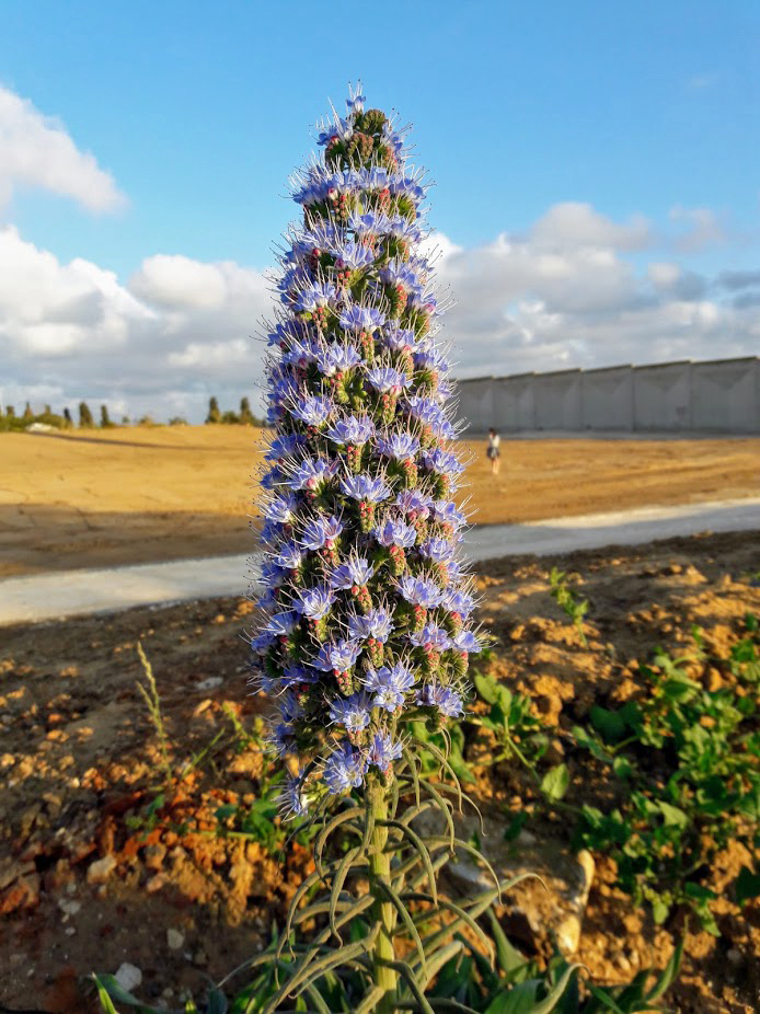 Image of Echium acanthocarpum specimen.