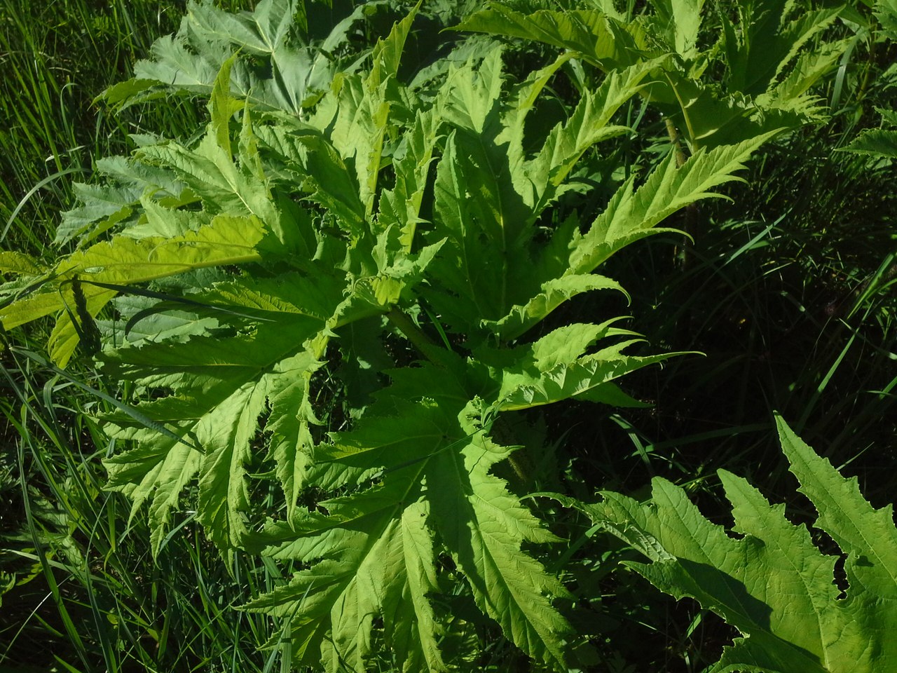 Image of Heracleum mantegazzianum specimen.