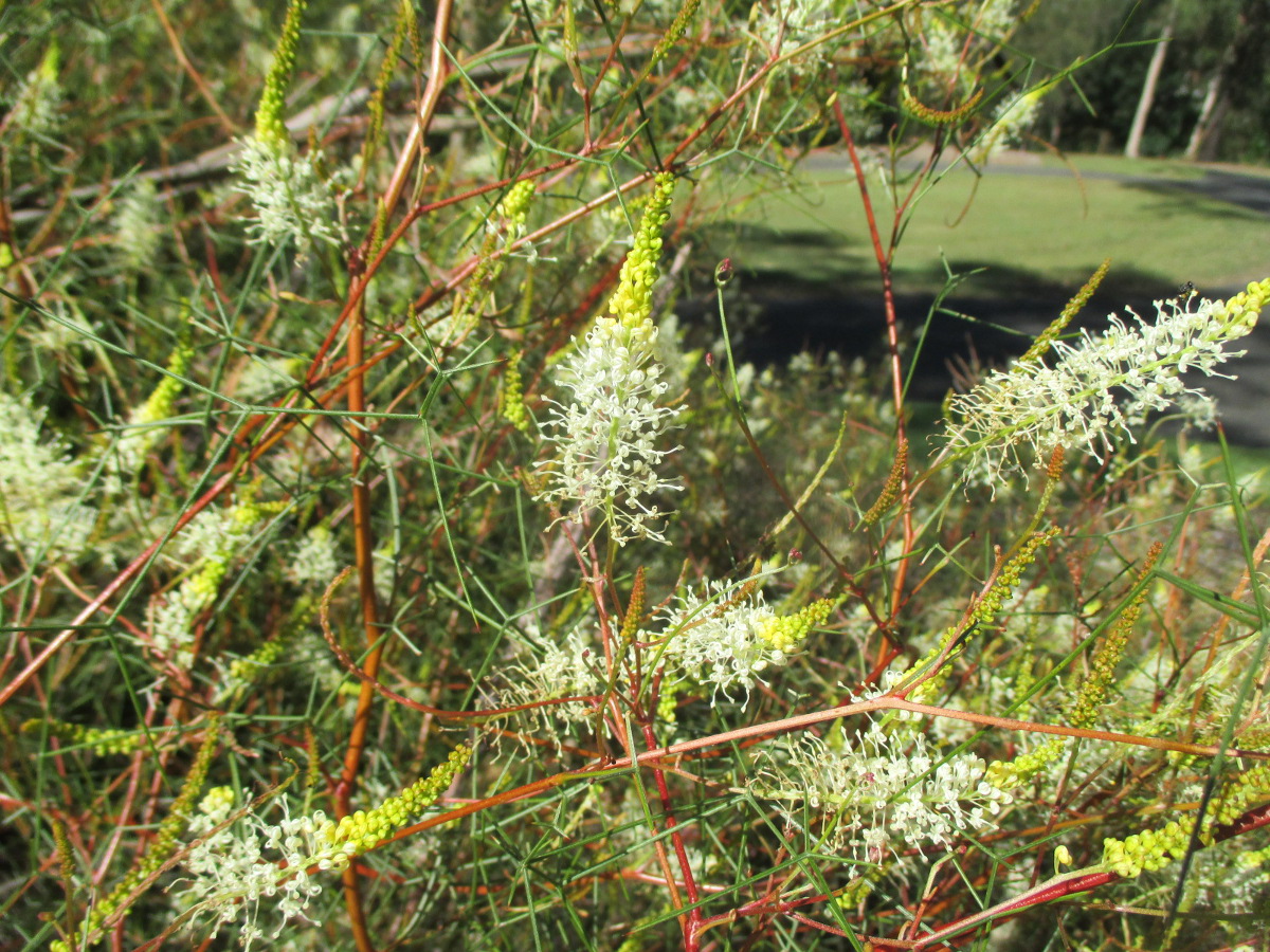 Image of Grevillea intricata specimen.