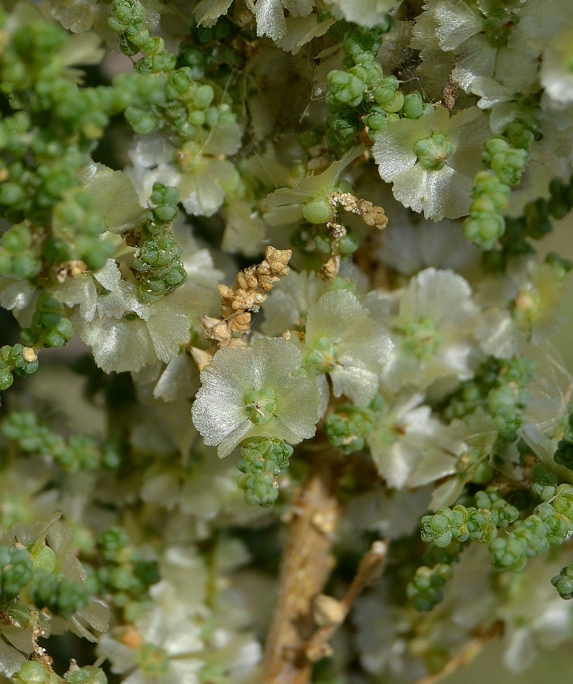 Изображение особи Salsola dendroides.